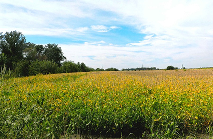 REAL ESTATE AUCTION - 160+/- ACRES OFFERED IN 3 TRACTS IN WHITE COUNTY, INDIANA